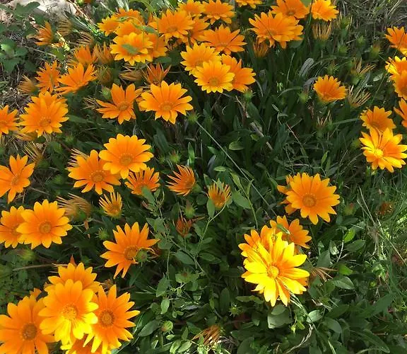 Konukevi Il Ginepro 3*